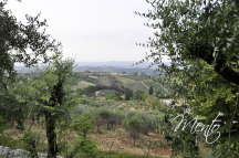DSC5237