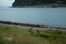 Escandinavia-02-121