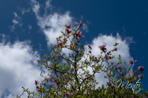 DSCF8260