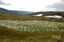 Fiordos (55)