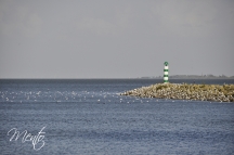 _DSC2471