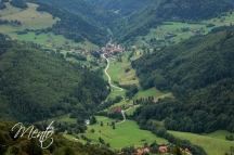 Selva negra (226)