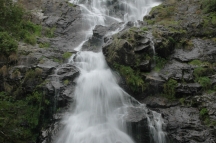 Selva negra (254)