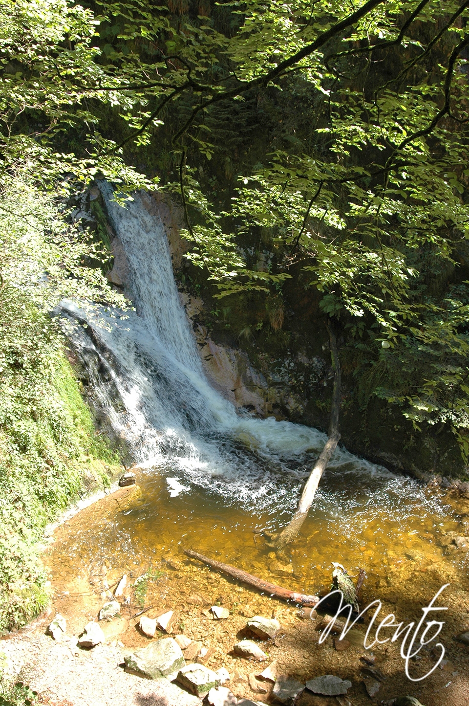 Selva negra (271)