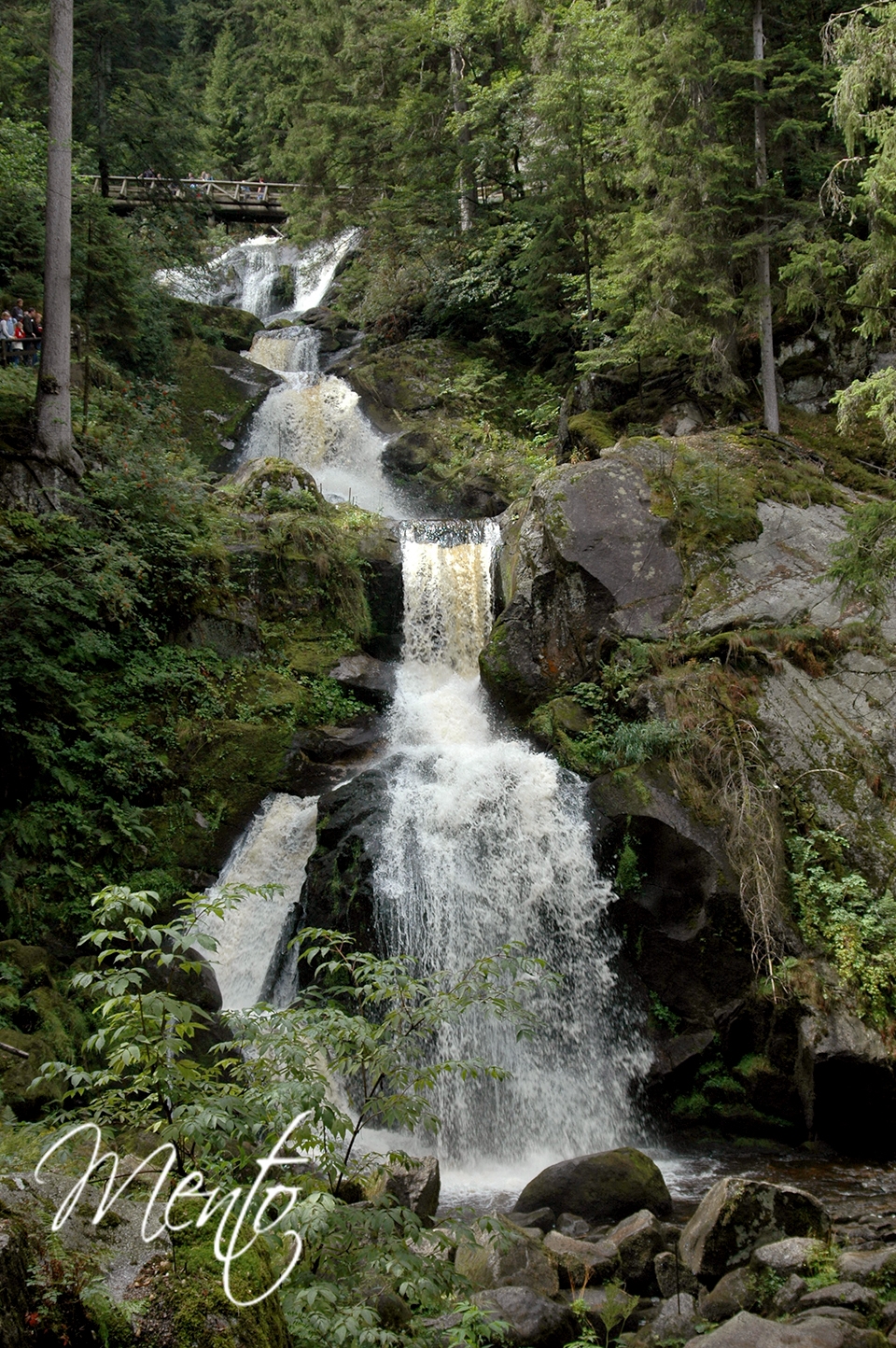 Selva negra (40)
