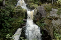 Selva negra (40)