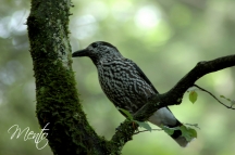 Selva negra (50)