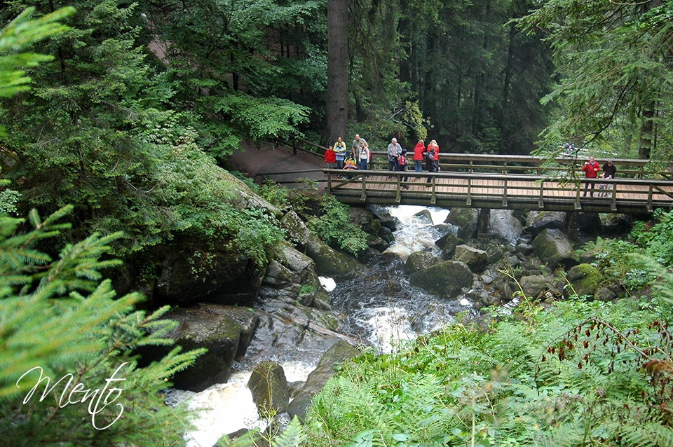 Selva negra (52)
