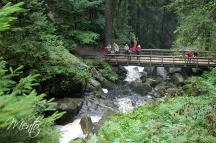 Selva negra (52)