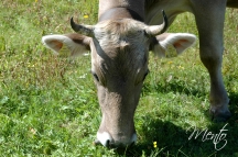 Tirol (269)