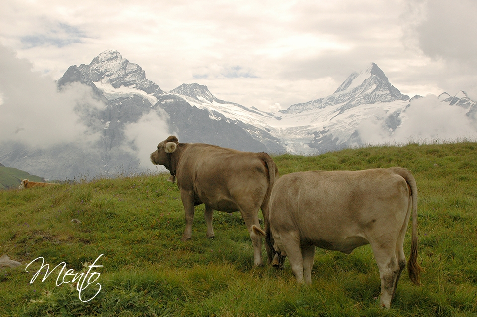 suiza2 034