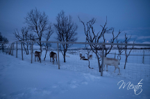 DSCF6775